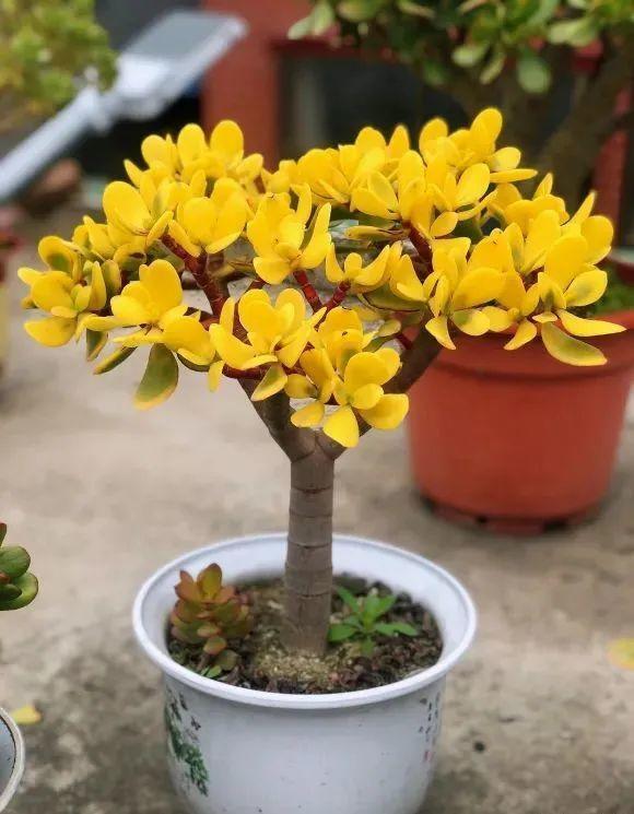 摇钱树怎么养,1种花俗称"摇钱树"(摇钱树苗怎么种才能摇更多次)