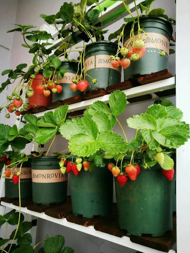 春天的植物有哪些，春天常见的植物（“24种”适合冬天种植的花草）