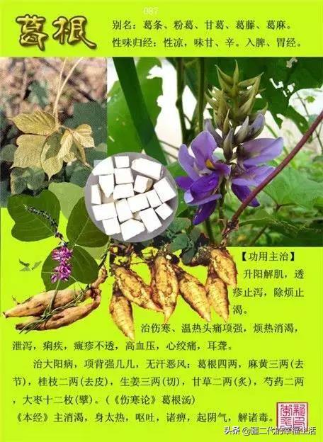 常见中草药图谱，中草药经典图谱（让你知道常用药都长啥样）