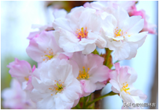 中国樱花有几个品种，中国樱花树品种（这81种樱花）