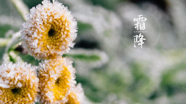 关于霜降的诗句 古代诗人写霜降的诗词，关于霜降的诗句（欣赏最后秋天的美景）