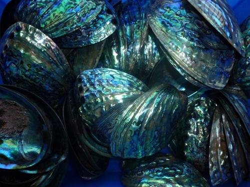 鲍鱼是指人体的哪个部位，人们吃鲍鱼主要是吃它的什么部位（今天要说的是鲍鱼……壳的吃法）