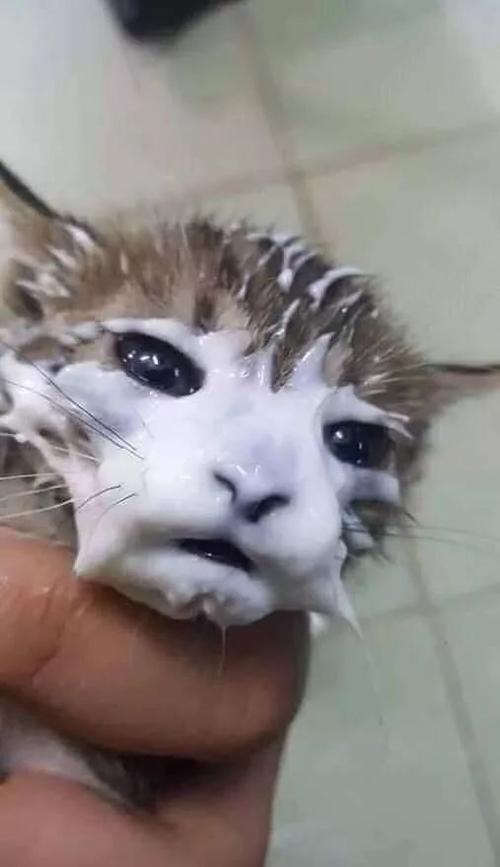 猫咪可以喝酸奶吗(小猫把人当妈妈的五种行为)
