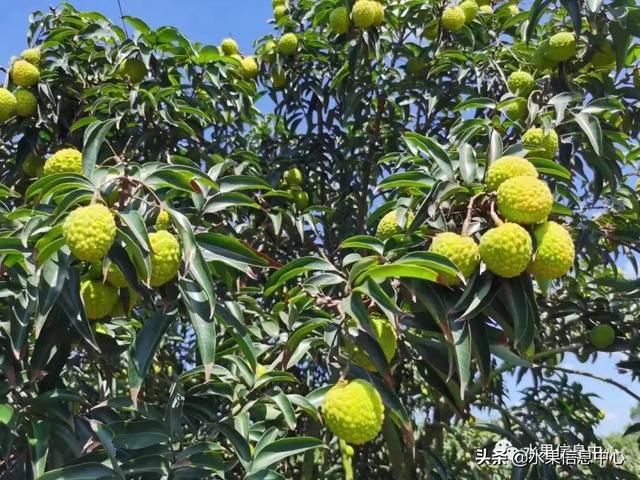 盘点15种常见荔枝，荔枝品种哪个最贵（桂味、糯米糍、新球蜜荔、无核荔枝等）