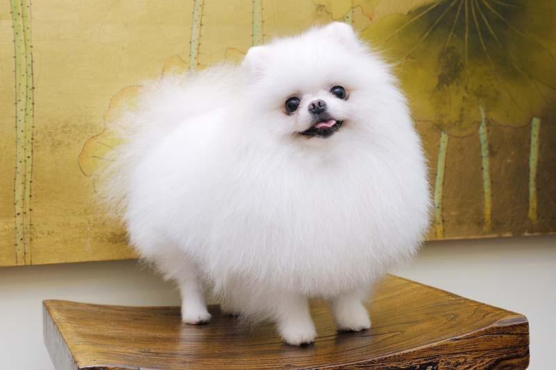 十大最省心的小型犬品种，第一次养狗养它轻松很多