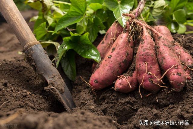 推饼子十句口诀，推饼子十句口诀小鬼推磨（红薯开裂、凸筋、弯曲畸形不用愁）