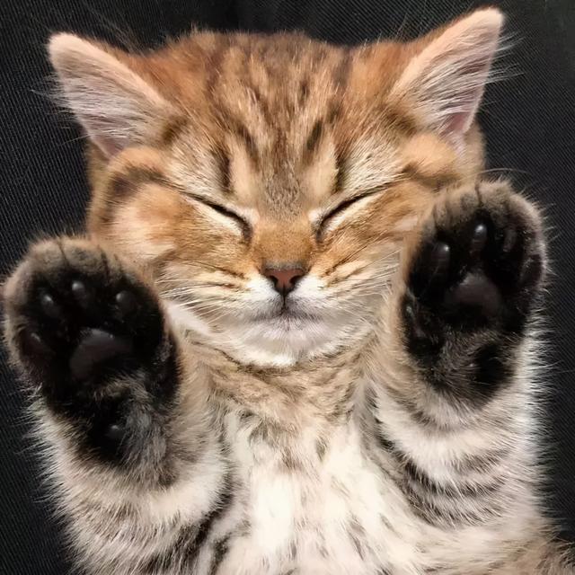 可爱表情包.抱我的小猫腿舔我的jio，微信头像，可爱表情包.抱我的小猫腿舔我的jio（却把评论区逼成了恋jio癖哈哈哈）