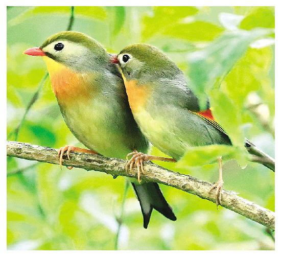 花脸獐怎么养殖，花脸獐如何吃（新版《名录》发布）