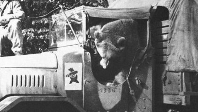 有熊氏的历史传说故事，有熊氏的来历故事（我们还真就是熊的传人）