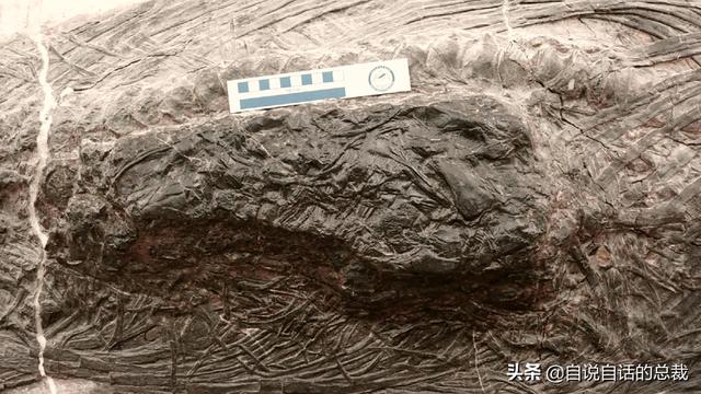 十大怪异鲨鱼，10000米长的蜈蚣（背后隐藏着一个人类起源的故事）