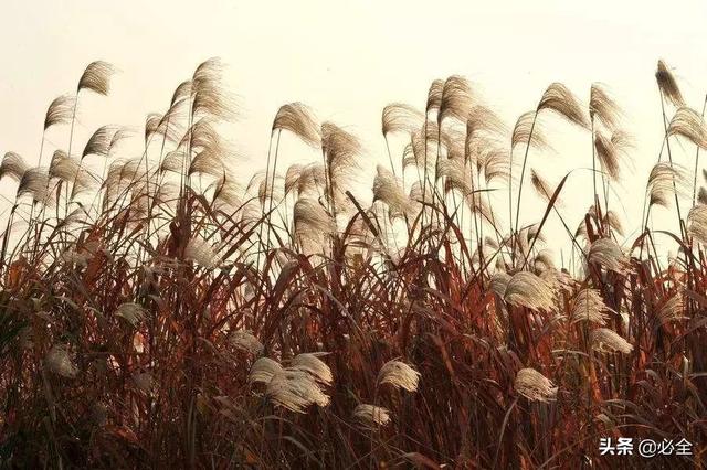 水生植物有哪些，常见的水生植物有哪些（水生植物大全）