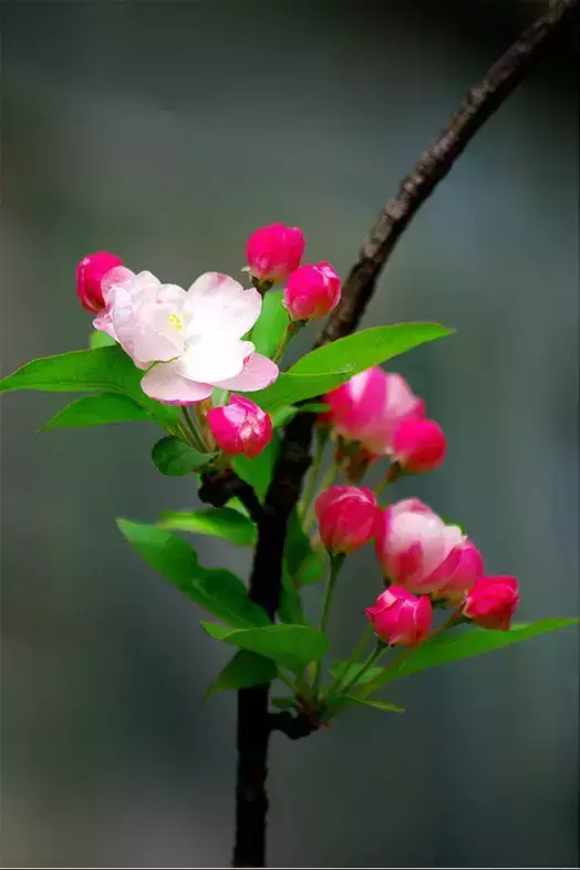 各种花开放的时间（100种常见花的花开时间附图）