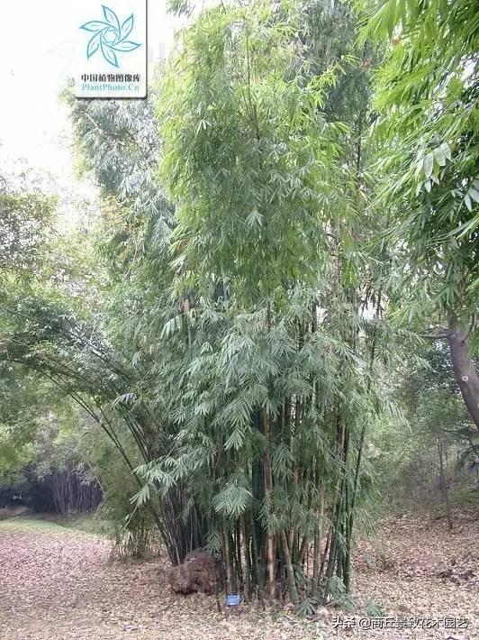 竹子的種類,竹象--垂釣肉食性魚類的特效餌料(竹子的種植方法)