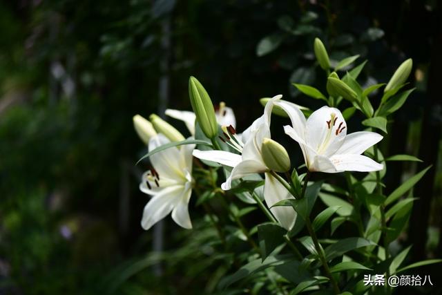 百合几月份开花，百合花什么时候开花（盛开在初夏的橙色花园）