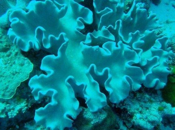 海洋生物有哪些，海洋生物简笔画（十大最美丽奇特的海洋生物）