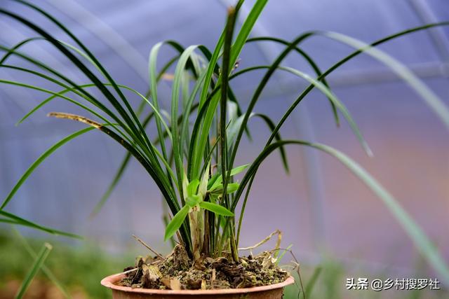 下山兰花应该怎么养，可能就差这最后一步