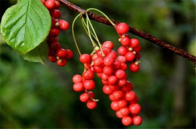 五味子种植技术与栽培管理，五味子的栽培技术和管理（让你轻松学会种植）