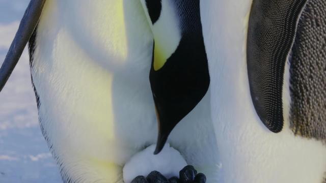 企鹅宝宝在爸爸的哪里取暖，企鹅宝宝在爸爸的哪里去了（帝企鹅爸爸为保全孩子）