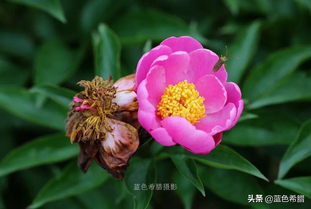 芍药花什么时候开，芍药什么时候开花（实拍13张芍药花照片）