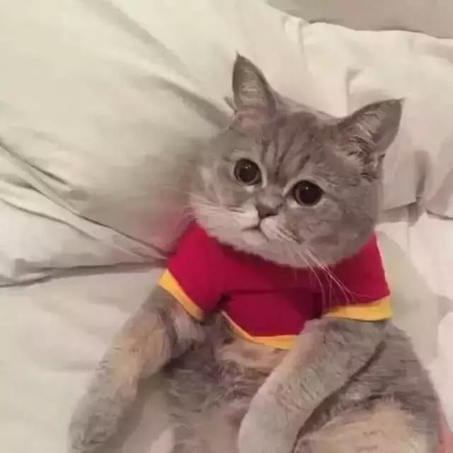 经典搞笑整蛊头像微信，经典搞笑整蛊头像（精选头像丨恶搞系列头像）