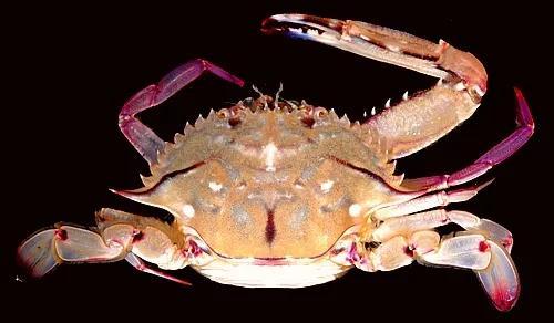 梭子是什么样的，梭子是啥玩意儿（生物相册•散落全世界的远亲）