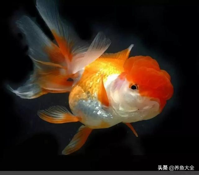 金鱼都有什么品种，金鱼有多少种品种（高颜值金鱼，养金鱼就选这些）