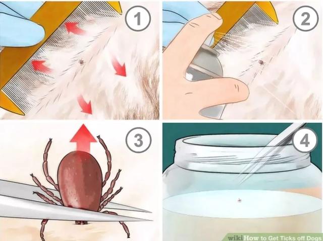 防止蜱虫爬身上涂抹什么，被蜱虫咬了擦什么药膏（又是一年春来到）