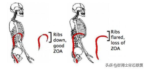横膈膜呼吸法，横膈膜呼吸法有什么用（<膈式呼吸>对核心稳定性的影响）
