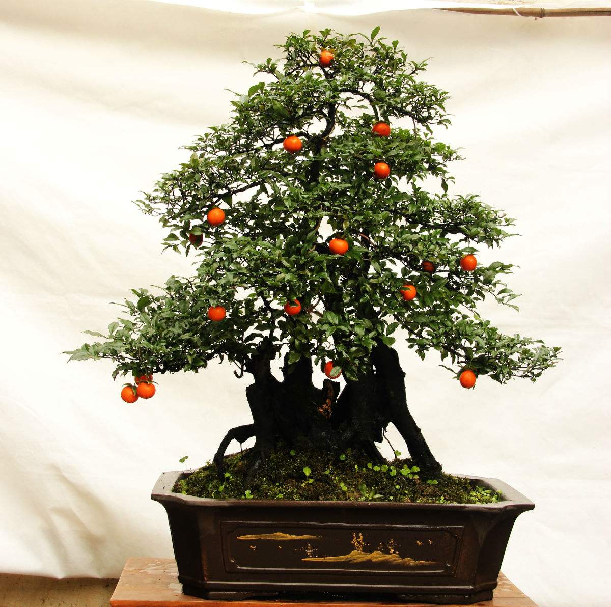 金弹子盆景种植和养护(金弹子盆景特点) - 彝家农业网