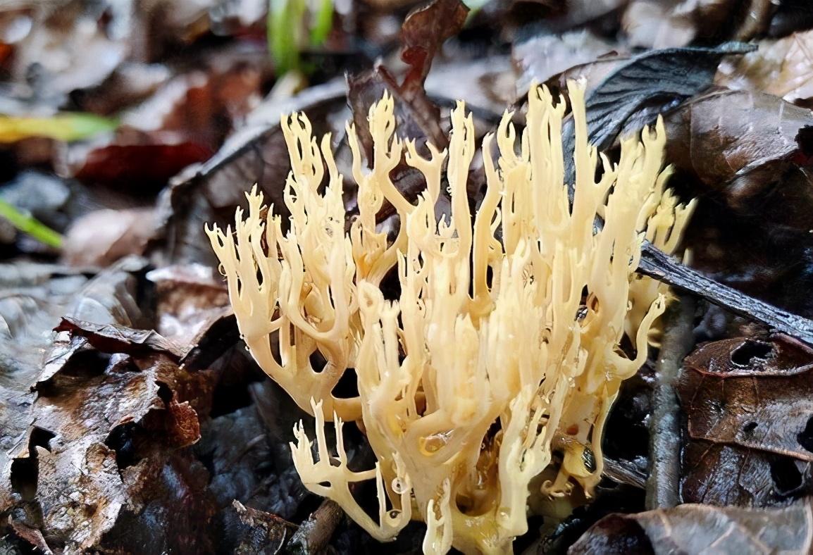 鹿茸菌的功效与作用(山里特有的一种山珍) - 行就行