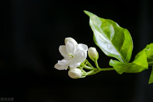 茉莉花的养殖方法和注意事项，茉莉花的养殖方法和注意事项是什么（养茉莉也要用心）