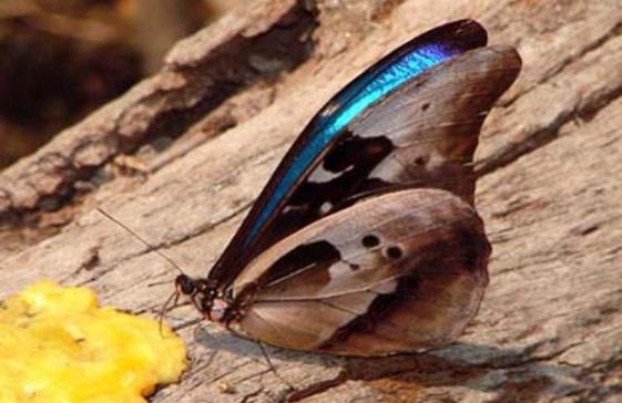 蝴蝶相关介绍，蝴蝶几条腿（世界上最美丽的八种蝴蝶）