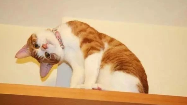 猫突然变得亢奋乱跑,猫突然变得有攻击性为什么啊(猫咪发疯似的满屋子
