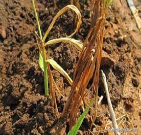 为什么我种的风姜叶子变黄了，姜叶为什么会变黄（可能是这些原因造成的）