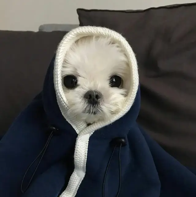 猫咪狗狗头像微信，猫咪狗狗头像（超可爱猫咪狗狗头像）