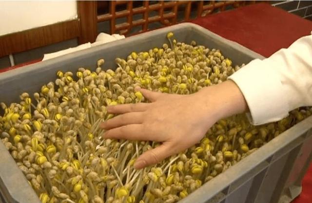 黄豆怎么泡才快，怎样泡豆芽又快又好（农村大叔10平方米沙土里撒黄豆）