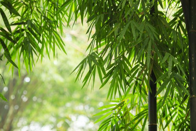 竹石后两句的意思，竹石后两句的意思简写（我自坚劲 ——古诗《竹石》名师品读）