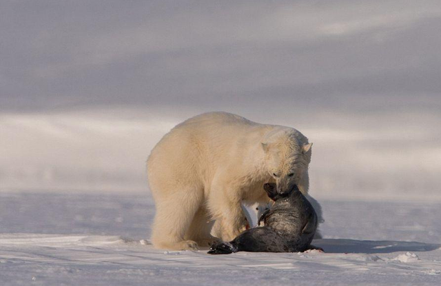 熊喜欢吃什么食物，熊吃什么食物（遇熊装死能不能躲过一劫）