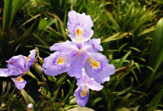 天堂鸟花语，天堂鸟花图片（你知道大自然中这些花的花语吗）