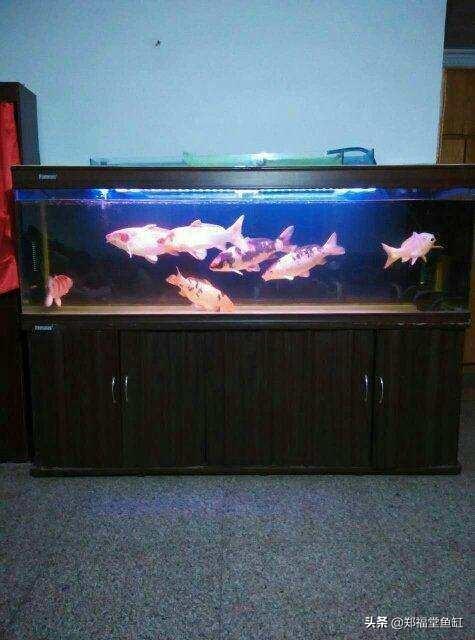 养锦鲤要注意些什么问题，锦鲤养殖的方法与技巧（养锦鲤应该注意哪些）