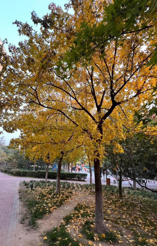 小区里的景色，小区里的景色真美呀（秋天里的小区美景图片）
