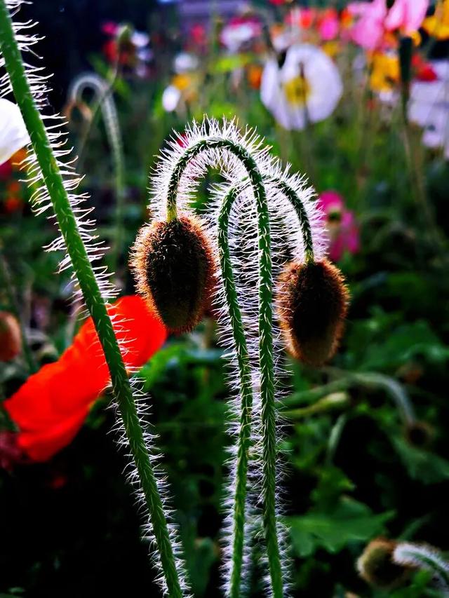 因素花（罂粟花栽培，种植罂粟花是什么行为（浪漫山野的野罂粟花）