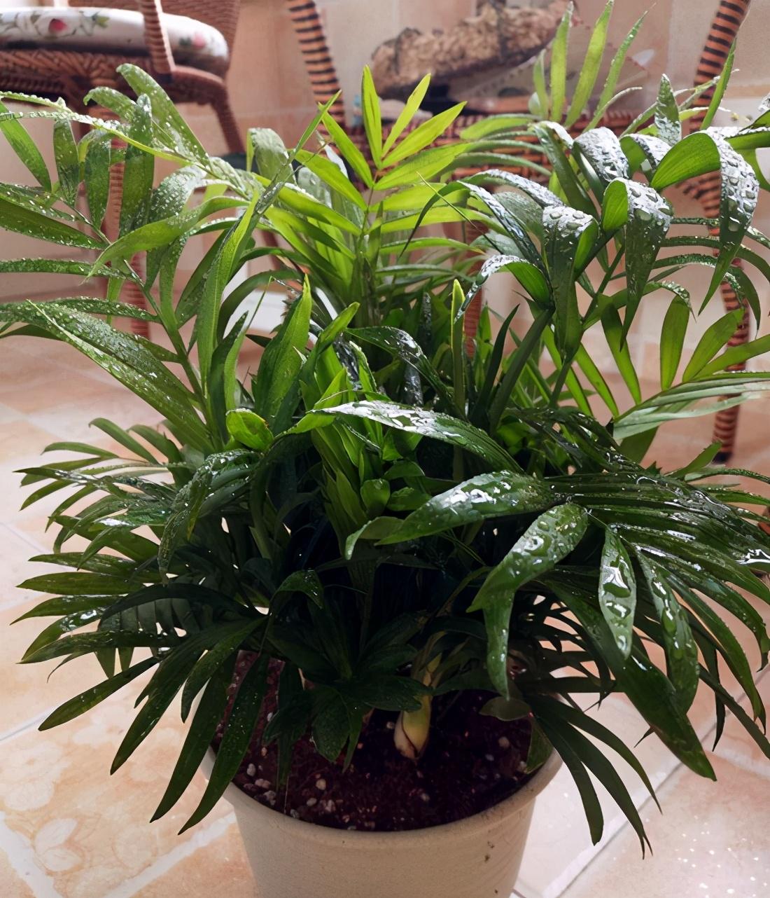 袖珍椰子，袖珍椰子绿油油的（袖珍椰子夏天多久浇一次水）