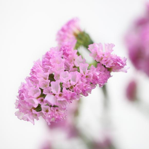 勿忘我花语和寓意，勿忘我花语和寓意（勿忘我花种子种植方法）