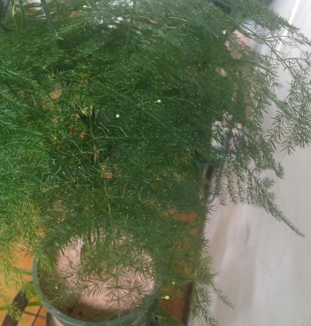 矮竹子品种有哪些有什么优点，矮竹子品种有哪些有什么优点与缺点（养盆竹子做盆景）