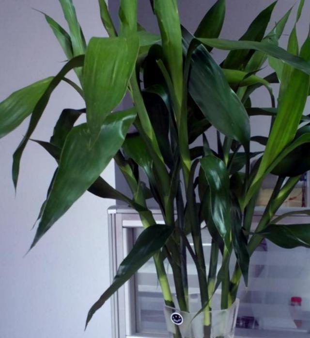 富贵竹水养技巧，富贵竹水养殖技巧（半个月长出大白根）