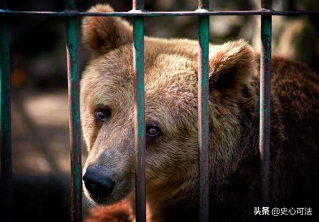 史上唯一的棕熊，世界上唯一一只入狱的棕熊