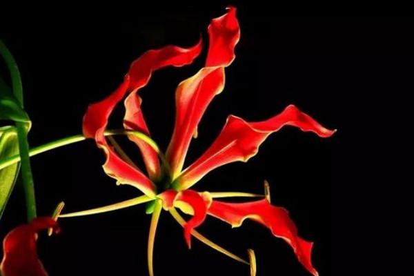 依米花的花语，依米花的花语九月天（依米花在什么季节开放）