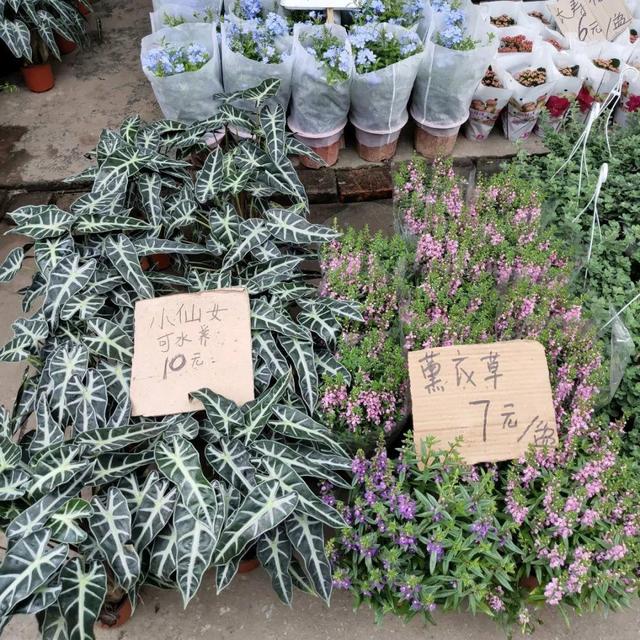 荷花最好看的品种是什么，这花最好看、最好养