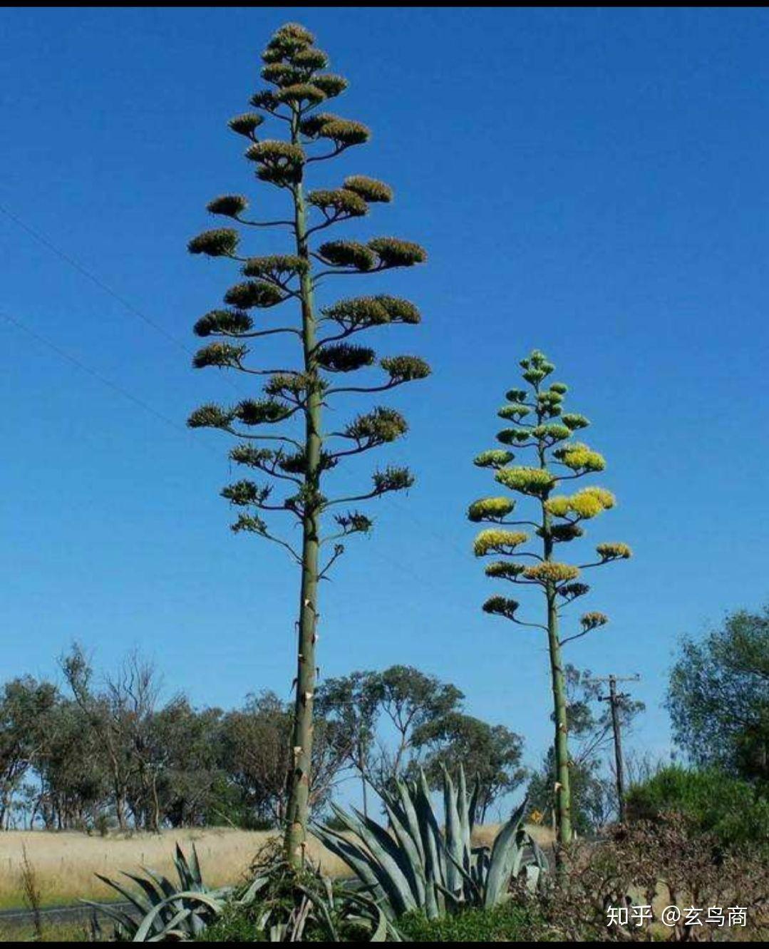 《山海经》扶桑(山海经 扶桑树)-柯彬网